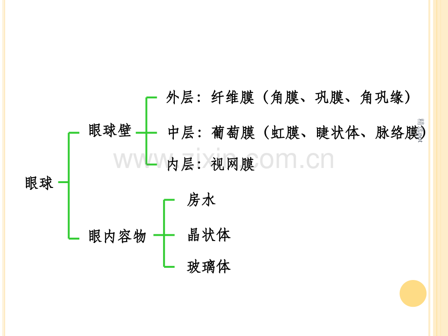 眼球的解剖与生理.ppt_第2页