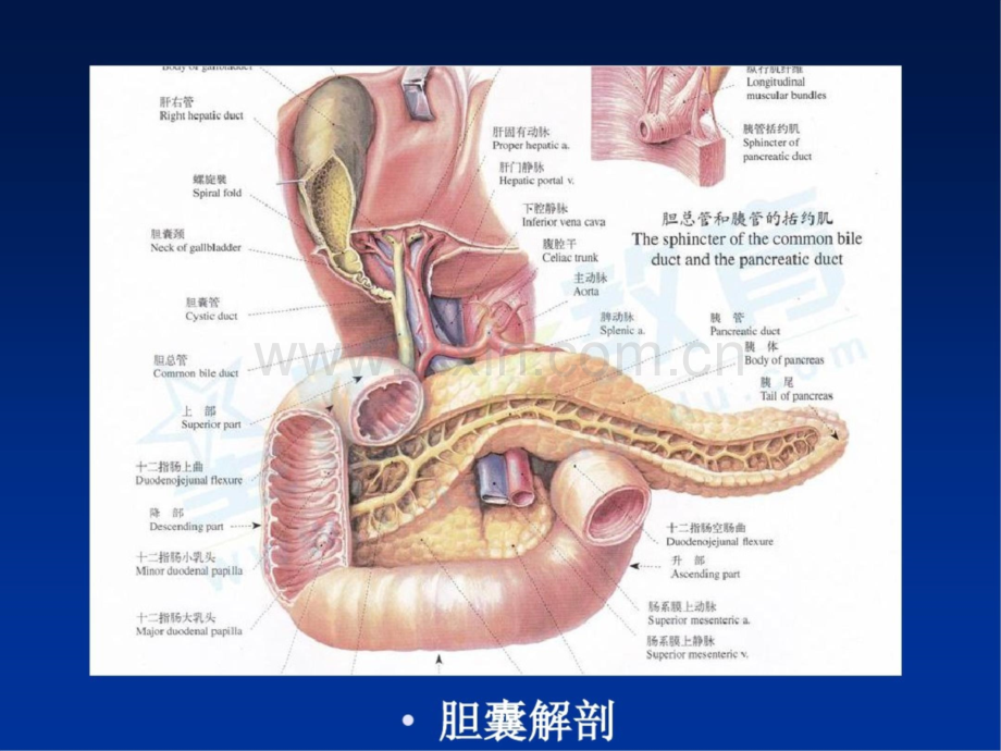 胆道系统疾病的超声诊断.ppt_第3页