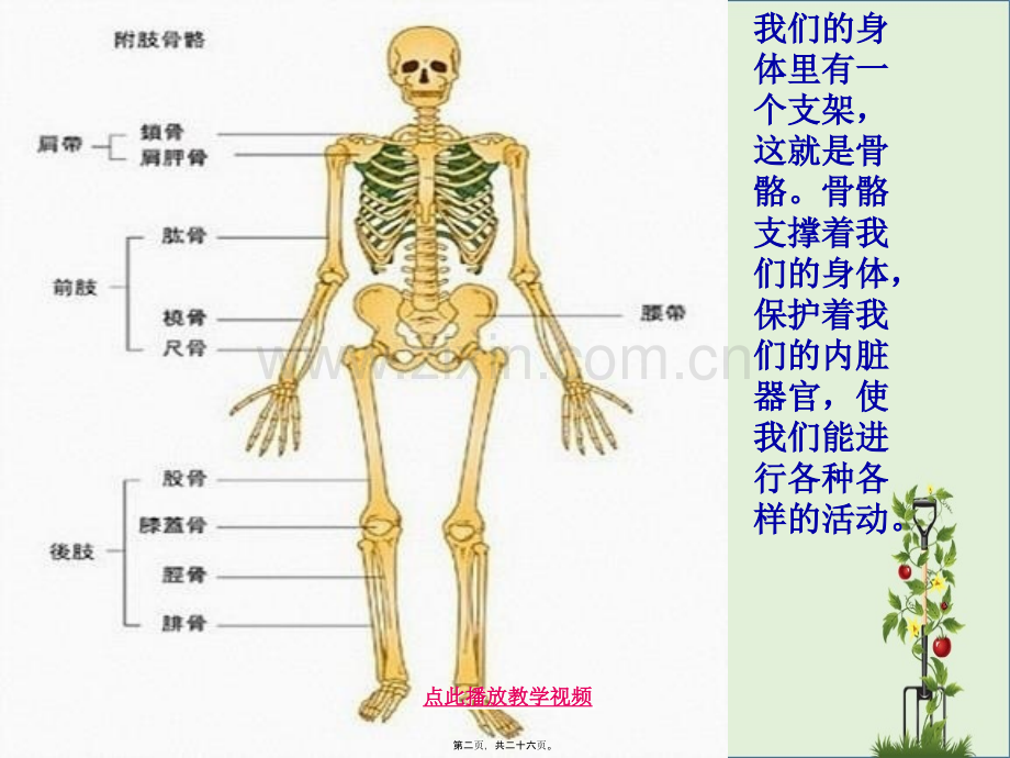 4.2《骨骼关节和肌肉》kejian.pptx_第1页