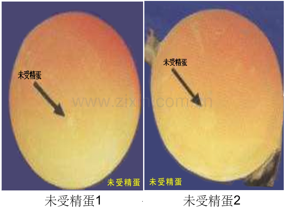 鸡胚发育照蛋与解剖图.ppt_第2页