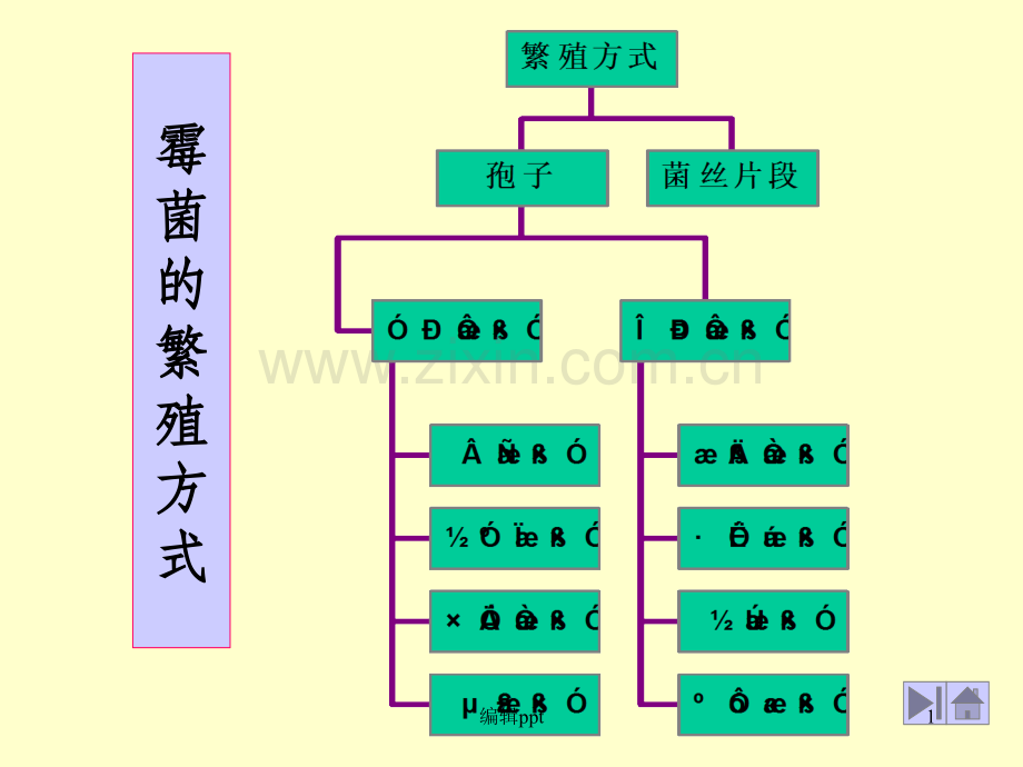 基础微生物学课件1孢子.ppt_第1页