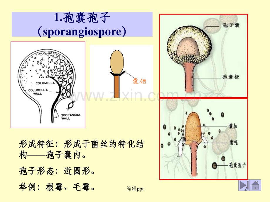 基础微生物学课件1孢子.ppt_第2页