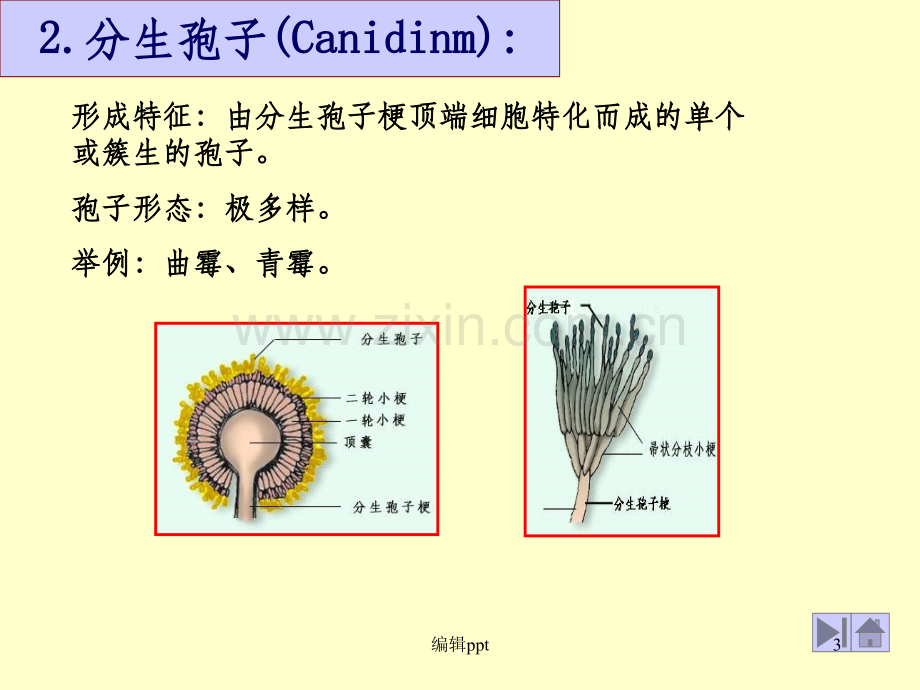 基础微生物学课件1孢子.ppt_第3页