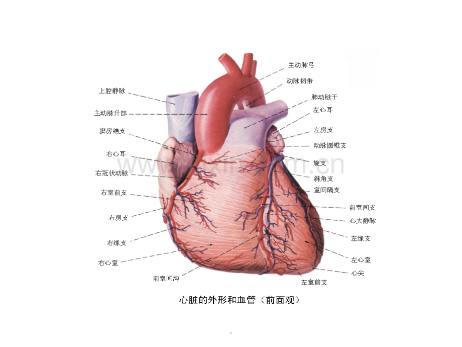 高清冠状动脉和心脏静脉.ppt_第2页