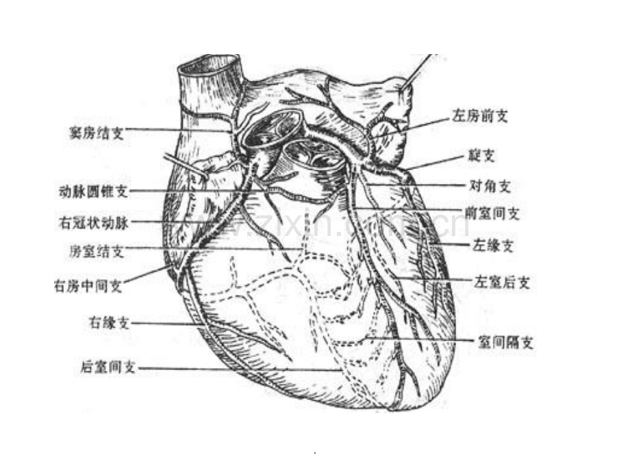 高清冠状动脉和心脏静脉.ppt_第3页