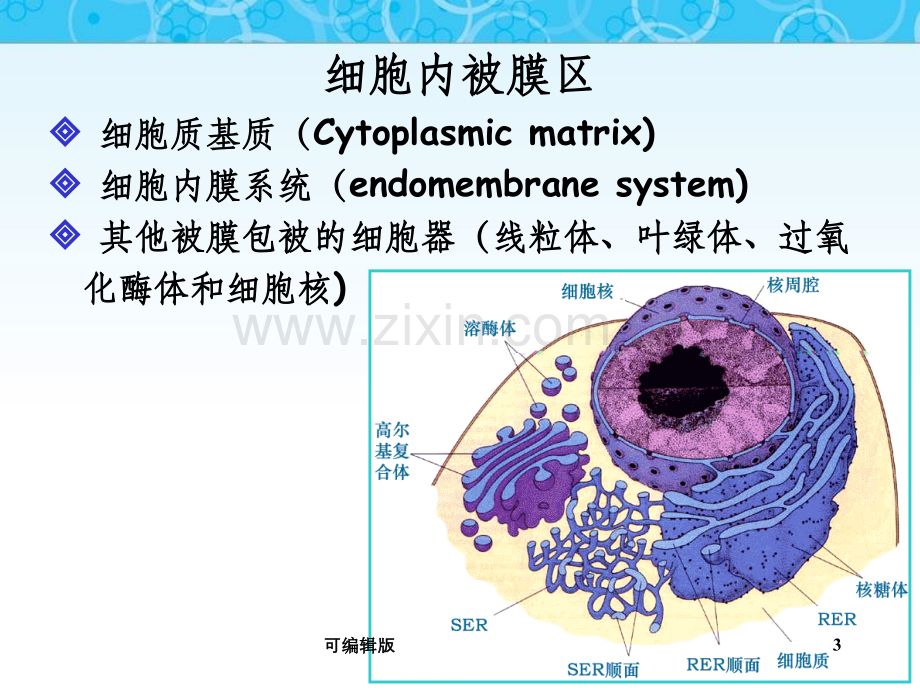 细胞质基质与内膜系统.ppt_第3页