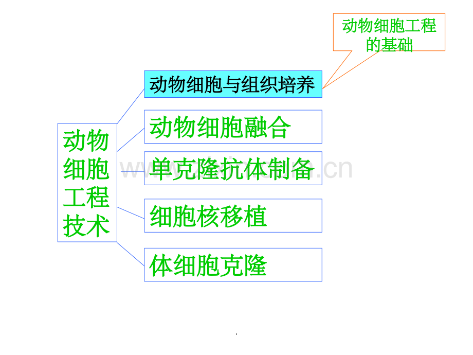 动物细胞工程(精.ppt_第3页