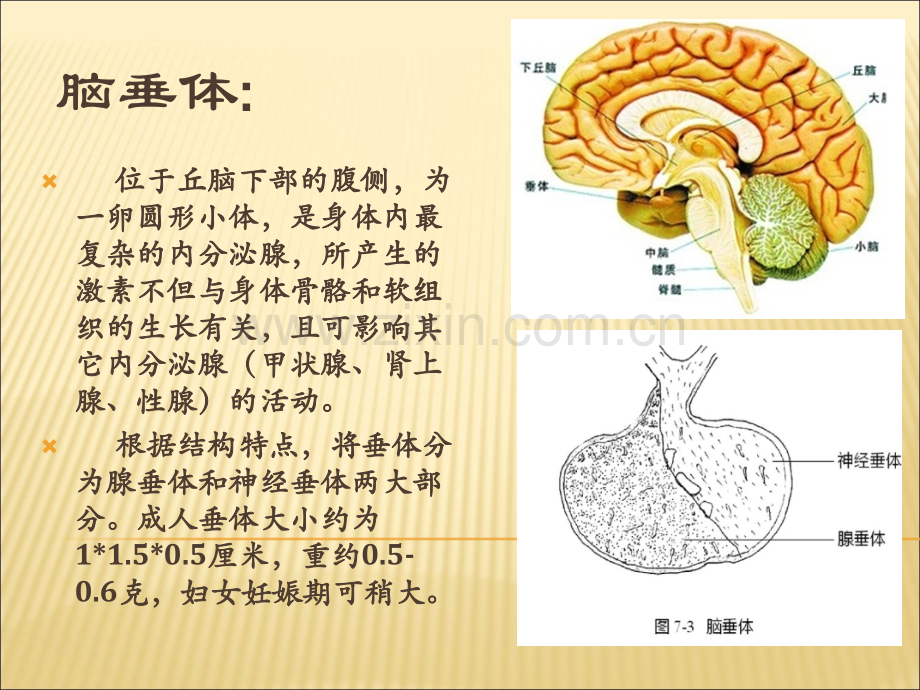 脑垂体瘤的治疗与护理.ppt_第2页