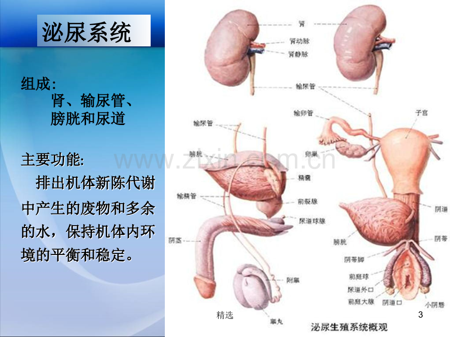 尿液脱落细胞的病理诊断.ppt_第3页