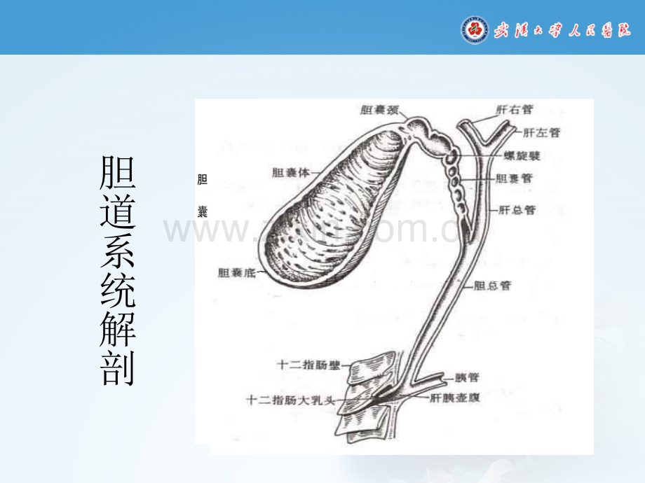 胆总管结石的护理查房.ppt_第3页