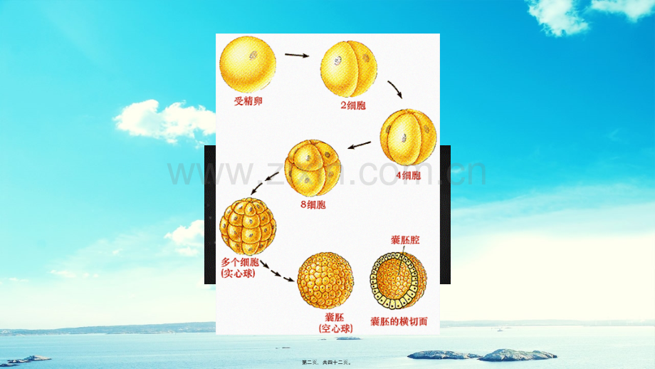 -细胞分化形成组织.pptx_第2页