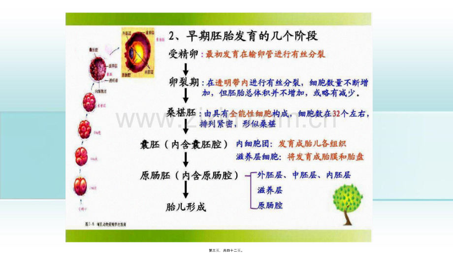 -细胞分化形成组织.pptx_第3页