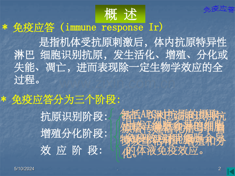 细胞免疫应答.ppt_第2页