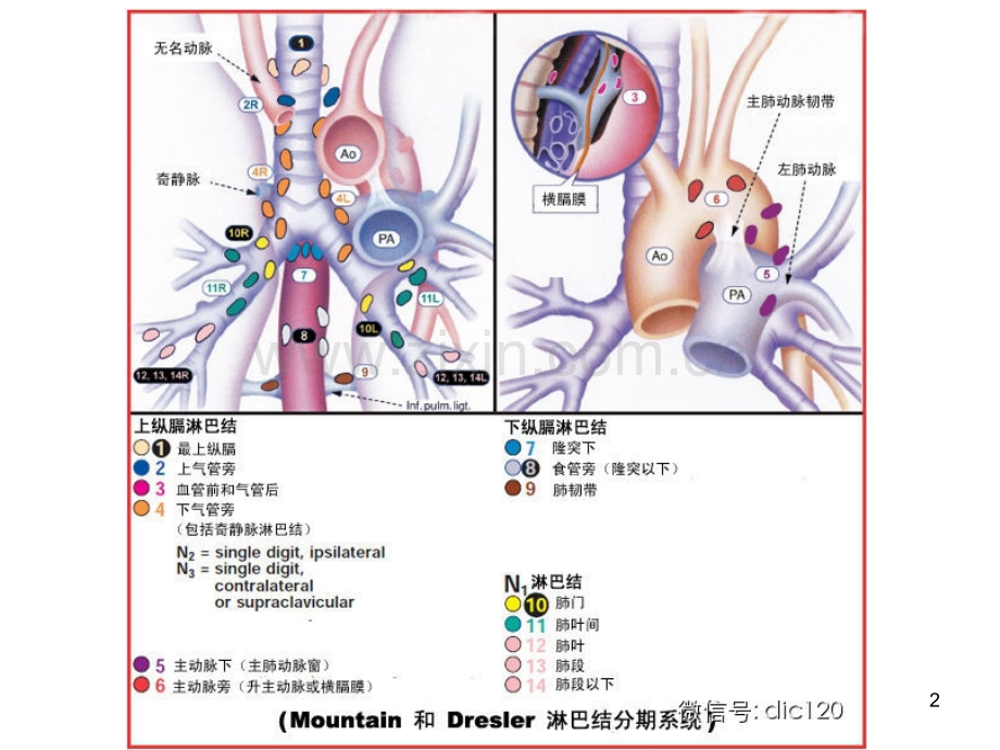 纵膈淋巴结分区图谱详解.ppt_第2页