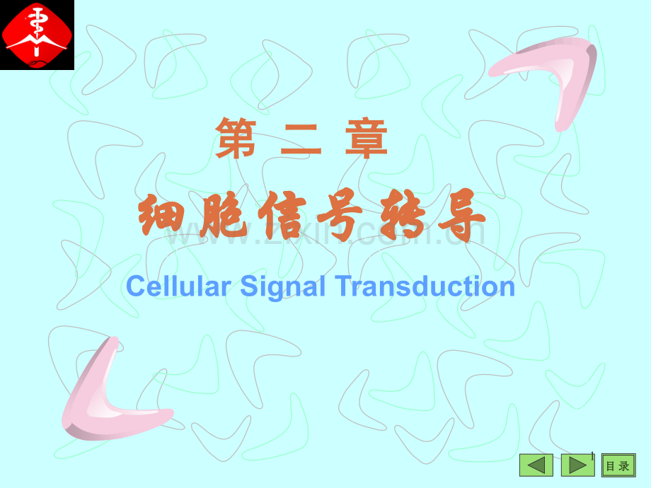 细胞信号转导6.ppt_第1页