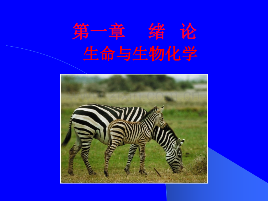 第一章-生物化学绪论.ppt_第2页