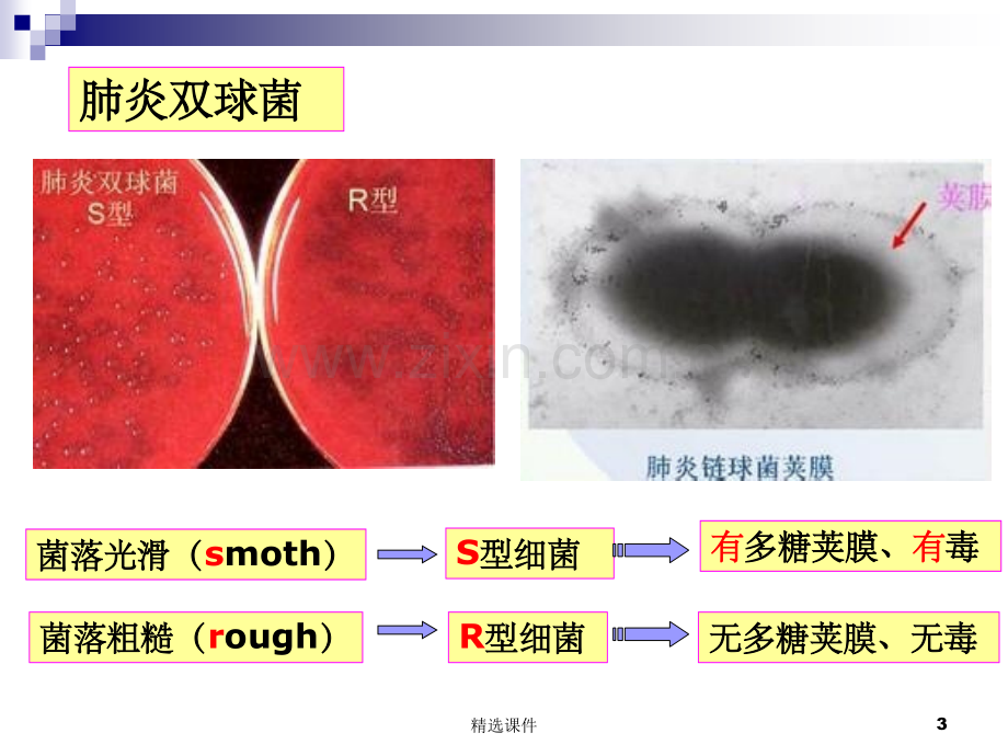 《DNA是主要的遗传物质》动画版.ppt_第3页