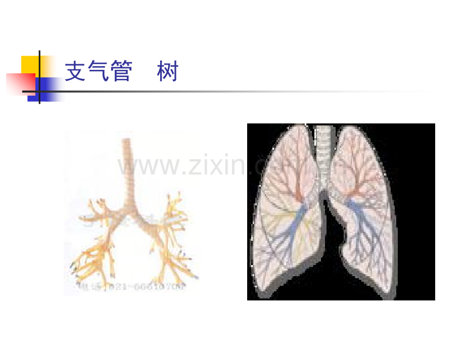 内科学-(肺部感染性疾病).ppt_第3页