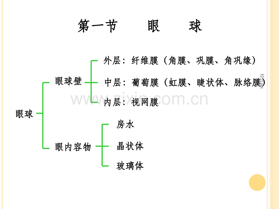 眼的解剖与生理.ppt_第3页