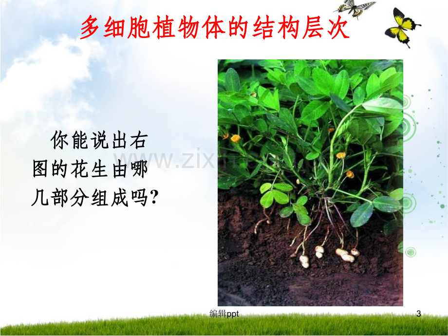 多细胞生物体的结构层次.ppt_第3页