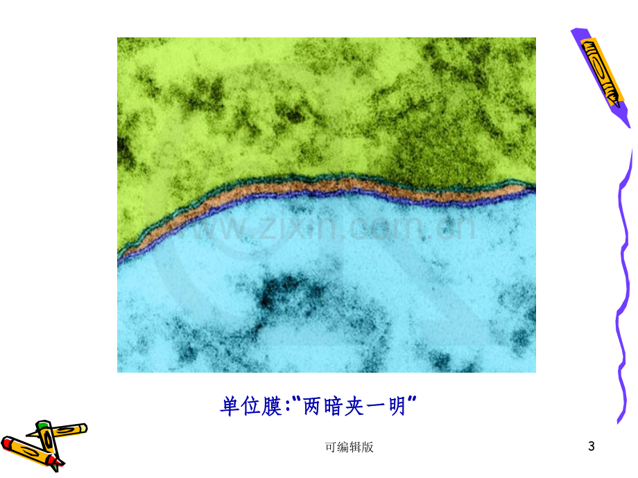 细胞膜和细胞表面(1).ppt_第3页