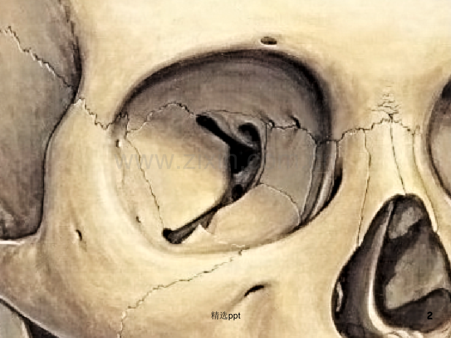 眼眶骨性解剖与眶壁减压.ppt_第2页