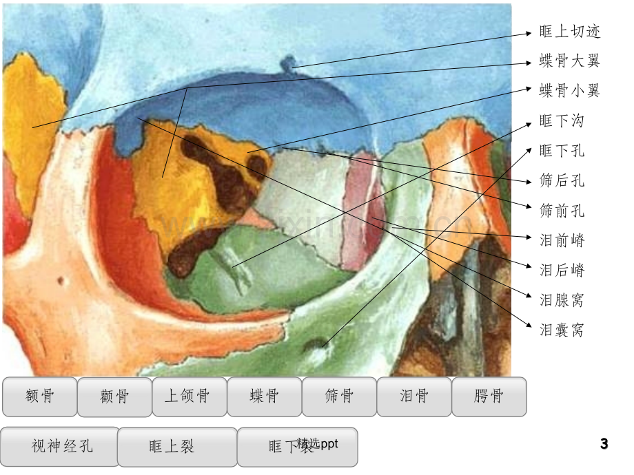 眼眶骨性解剖与眶壁减压.ppt_第3页