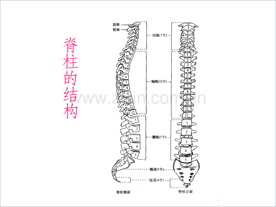 -脊髓损伤的康复评定.ppt_第3页