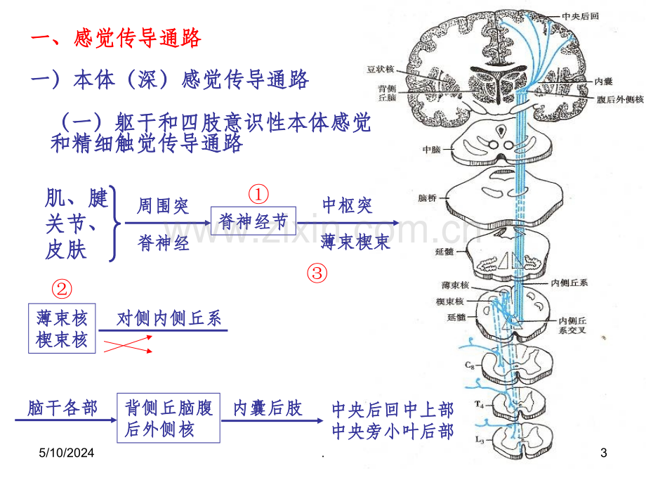 神经传导通路.ppt_第3页