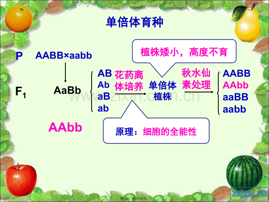 X8月季的花药培养讲解.pptx_第1页