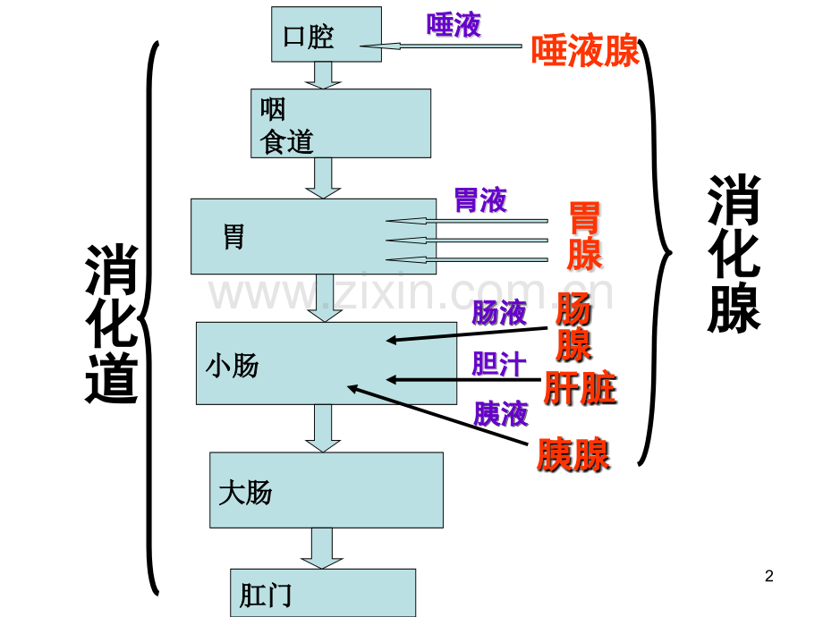 消化和吸收动画版.ppt_第2页