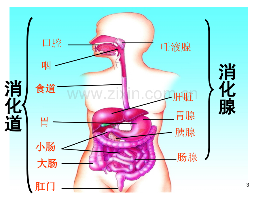 消化和吸收动画版.ppt_第3页