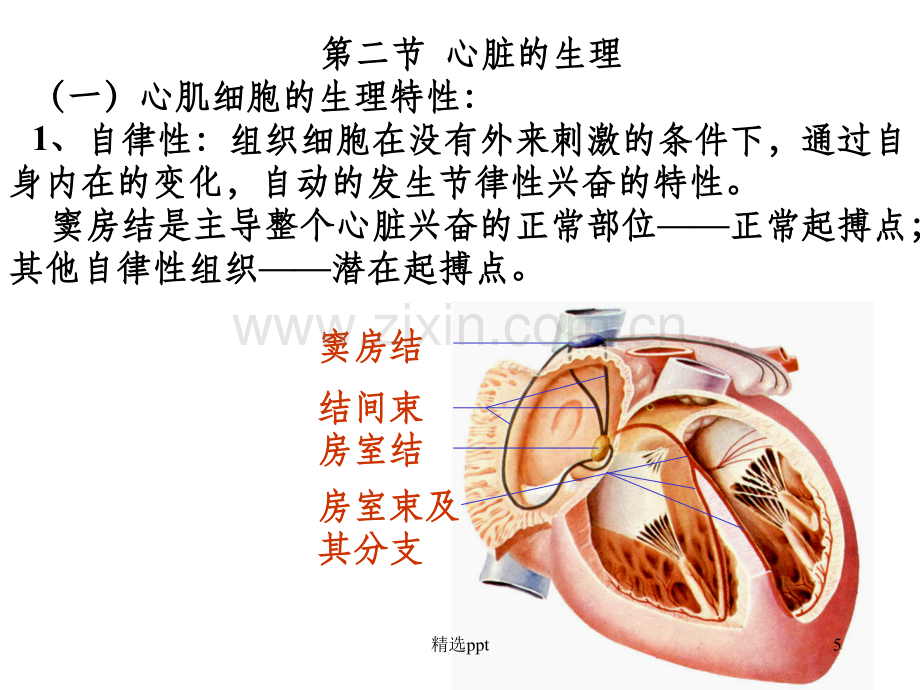 循环系统--生理学.ppt_第2页