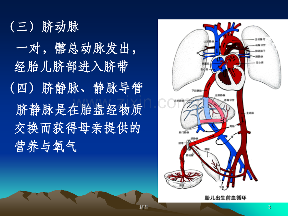 胎儿的血液循环和出生后的变化.ppt_第3页