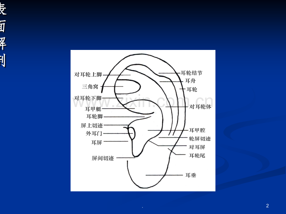 耳穴压豆演示精.ppt_第2页