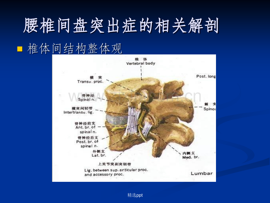 腰椎间盘突出症的诊断、鉴别诊断与分型.ppt_第3页