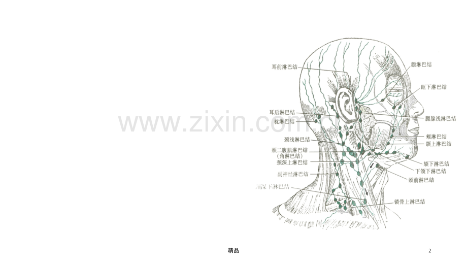 头颈部淋巴结及其回流ppt课件.ppt_第2页