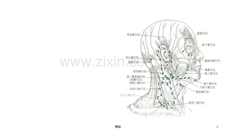 头颈部淋巴结及其回流ppt课件.ppt_第3页