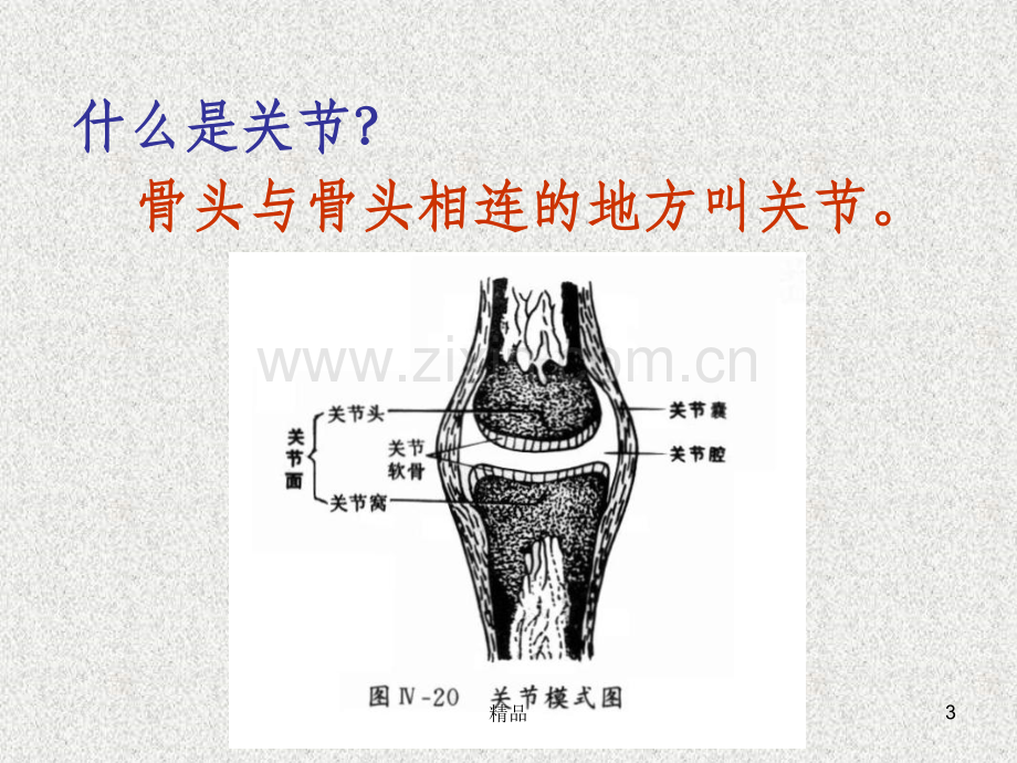 苏教版四年级下册科学关节.ppt_第3页