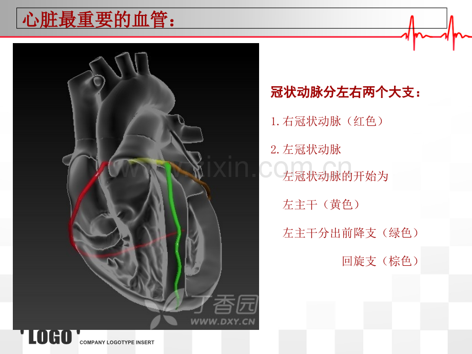 心脏的血管解剖.ppt_第2页