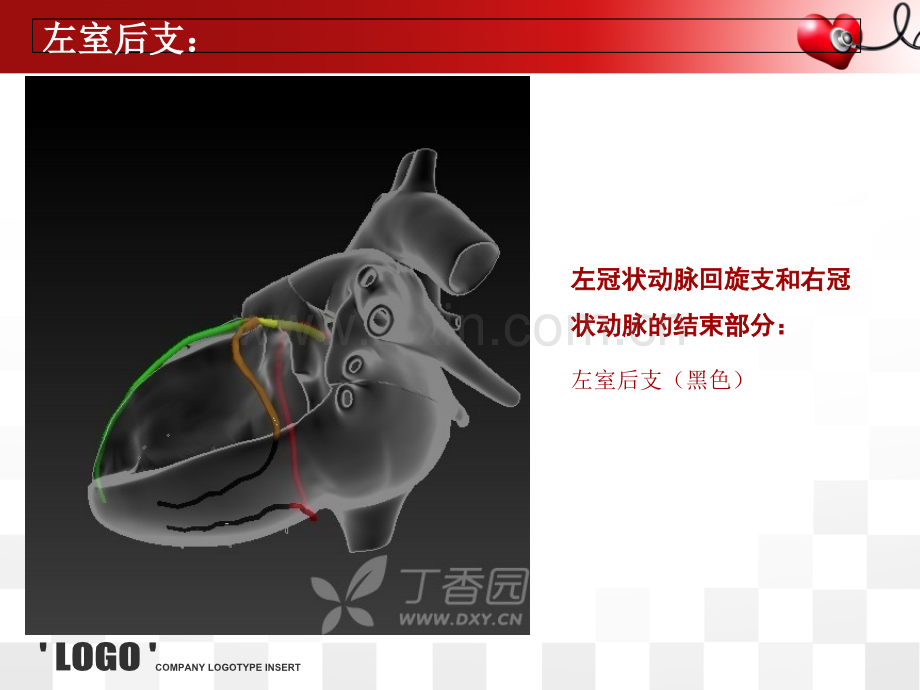 心脏的血管解剖.ppt_第3页