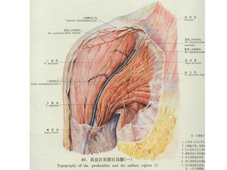 肩部解剖.ppt_第3页