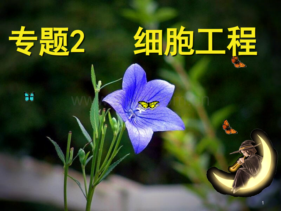 一轮复习植物细胞工程的基本技术.ppt_第1页