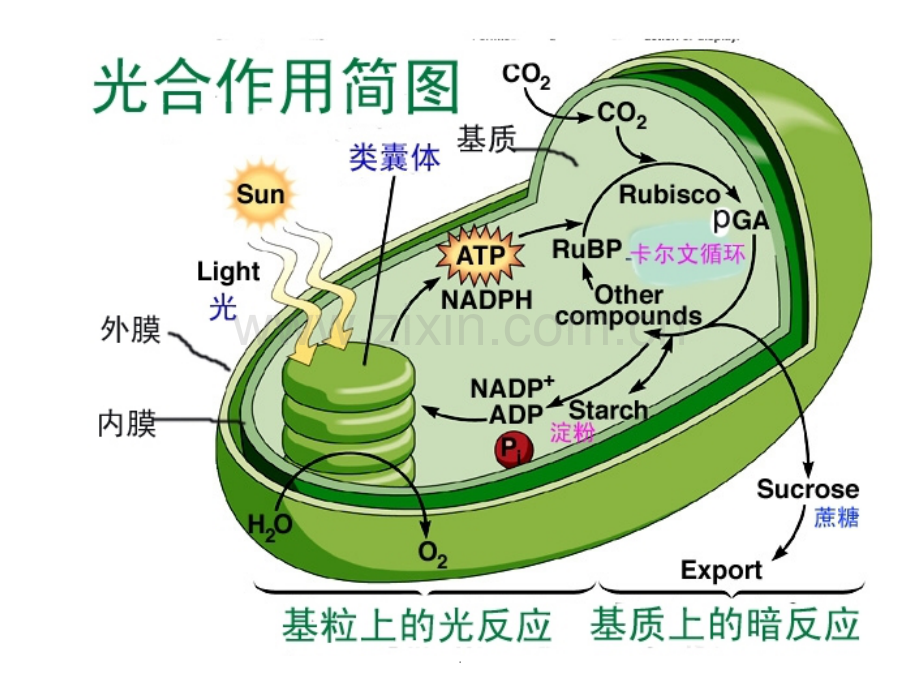 第三章-光合作用--光反应-电子传递.ppt_第1页