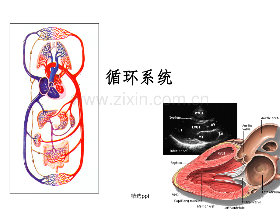 循环系统(解剖结构).ppt_第1页