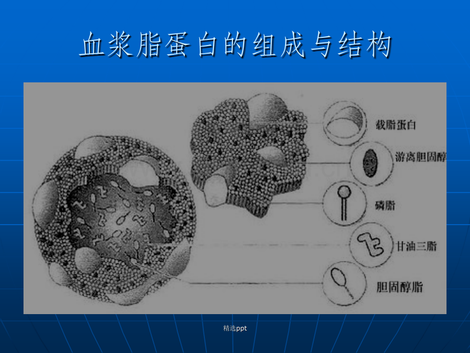 血脂检测方法及临床意义.ppt_第3页