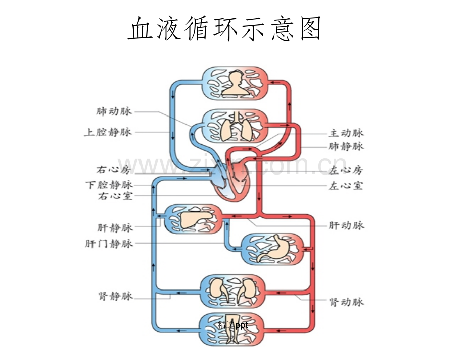 血液循环示意图.ppt_第1页