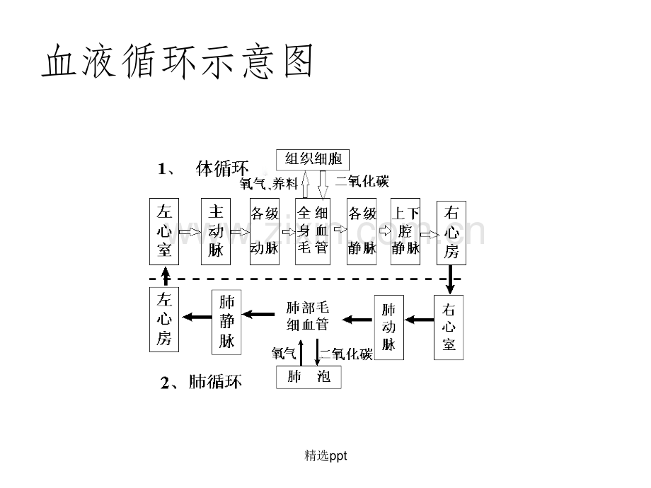 血液循环示意图.ppt_第2页