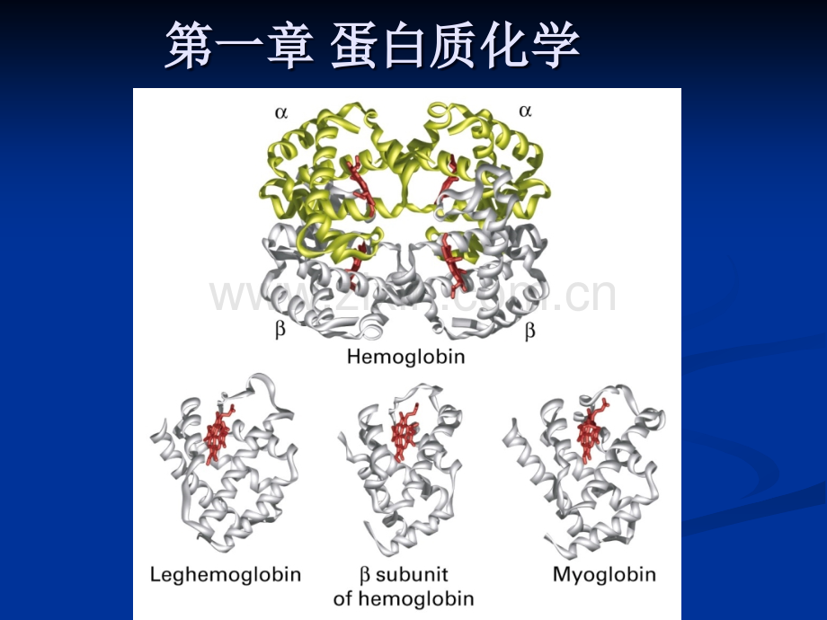 生物化学——蛋白质化学.ppt_第1页