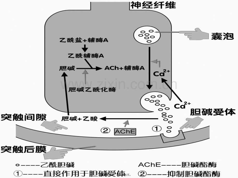 传出神经系统药理.pptx_第3页